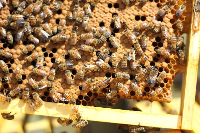 Can you spot the queen