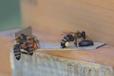 Cropped two colors of pollen