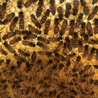 Bee Sweet Bee Farm photo
